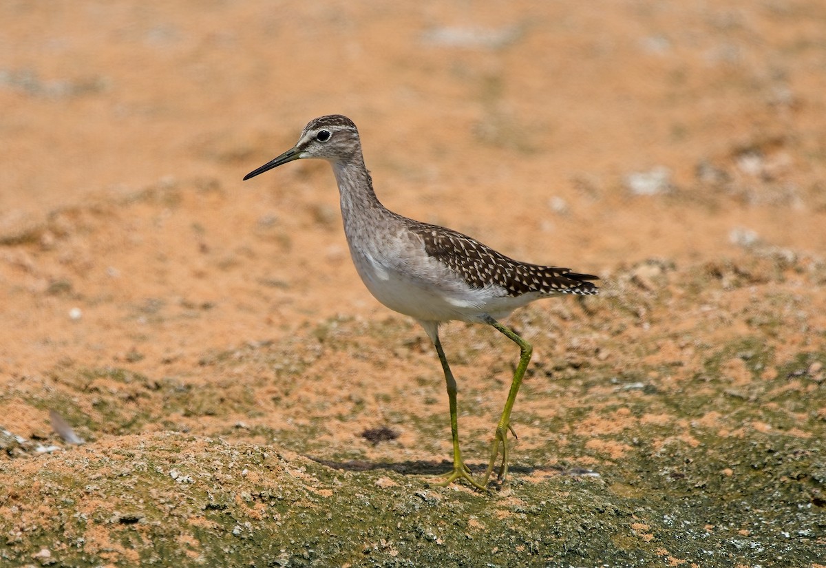 Wood Sandpiper - ML623991693