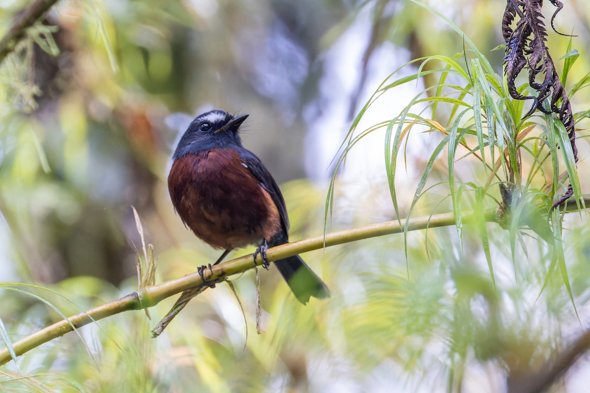 Chestnut-bellied Chat-Tyrant - ML623991695