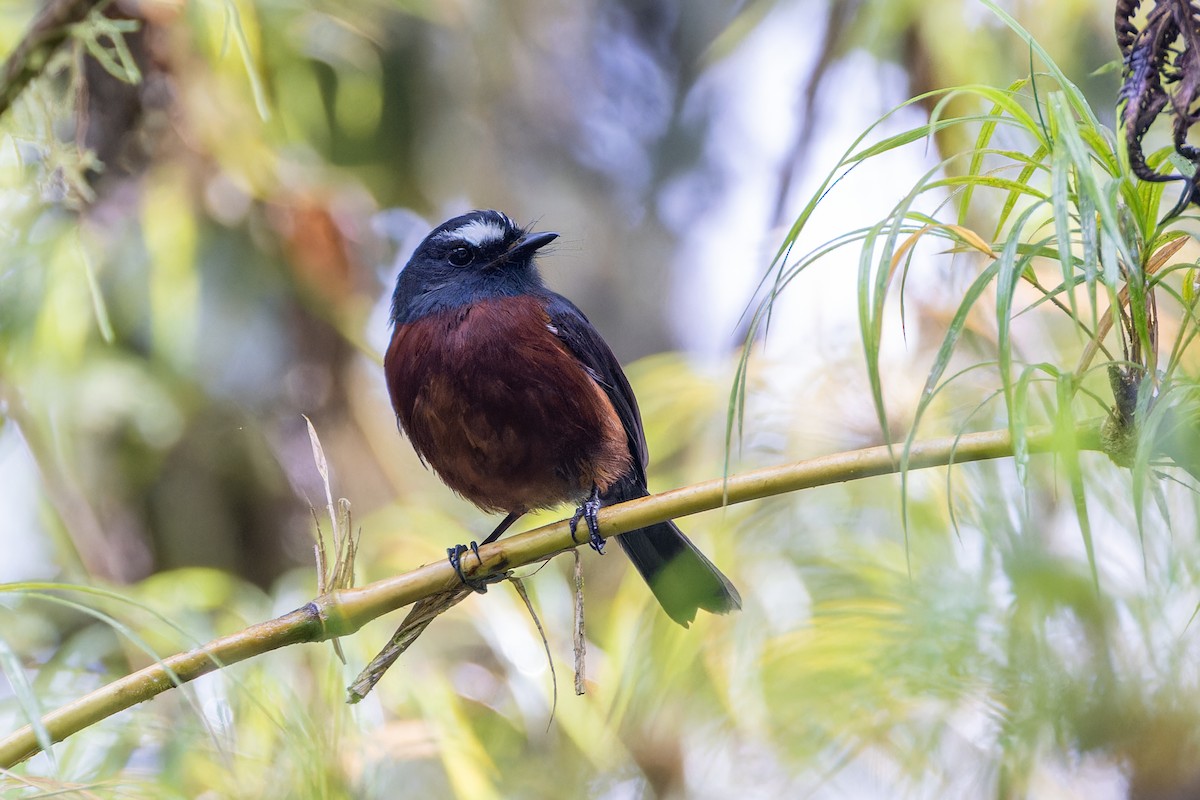 Chestnut-bellied Chat-Tyrant - ML623991696