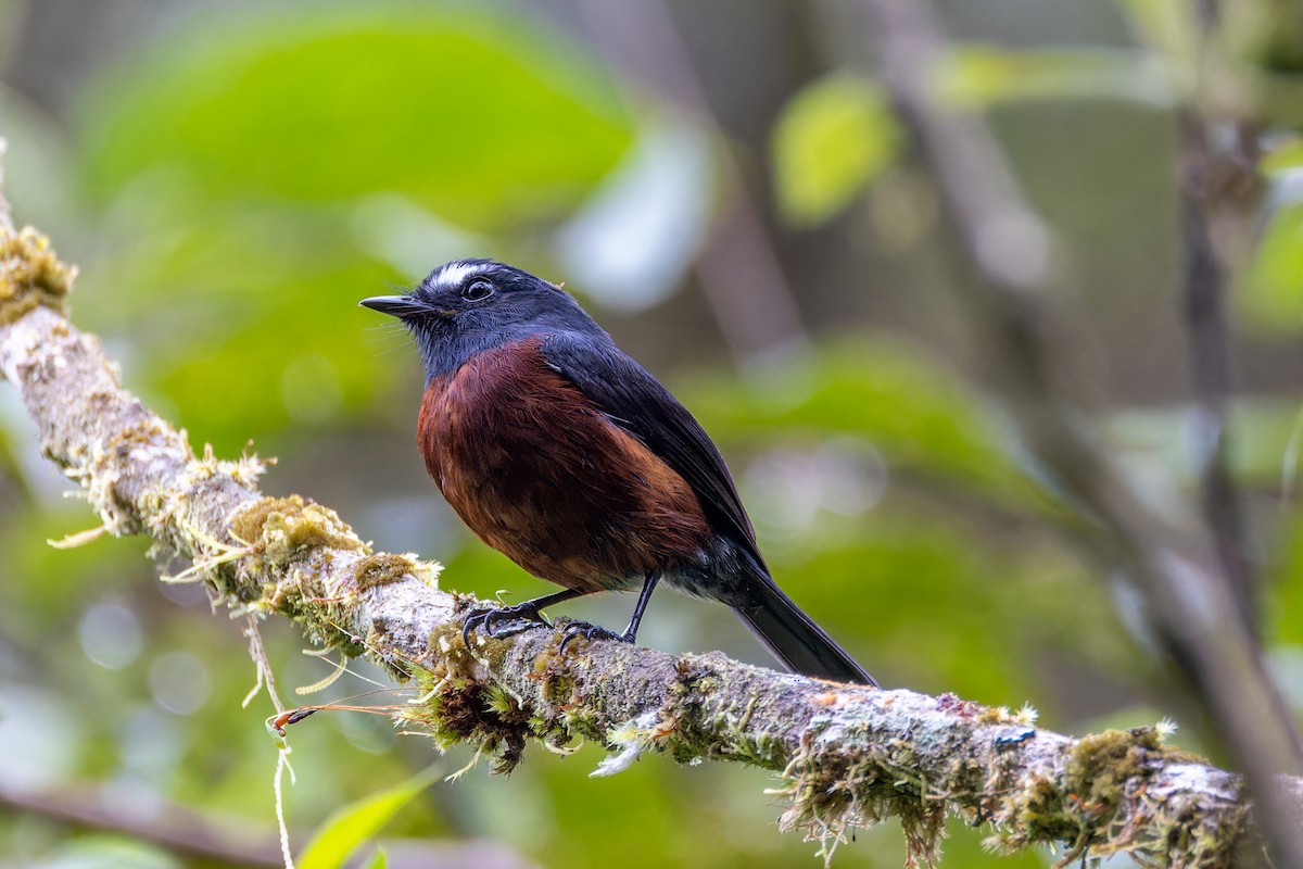 Chestnut-bellied Chat-Tyrant - ML623991697