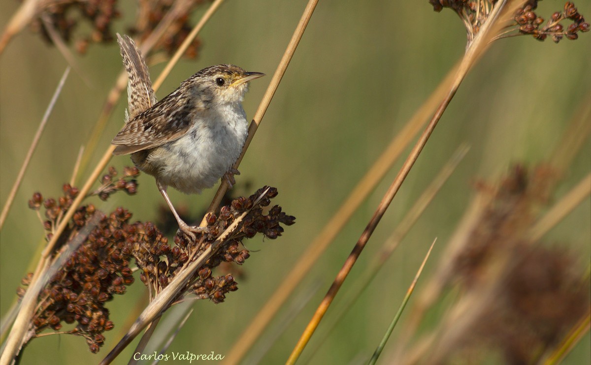 Grass Wren - ML623991698