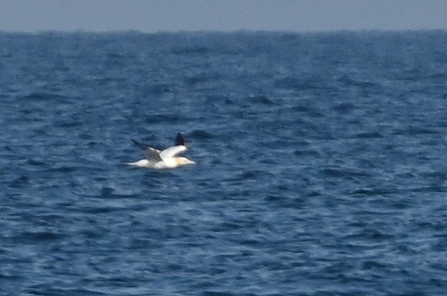 Northern Gannet - Michał Jasiński