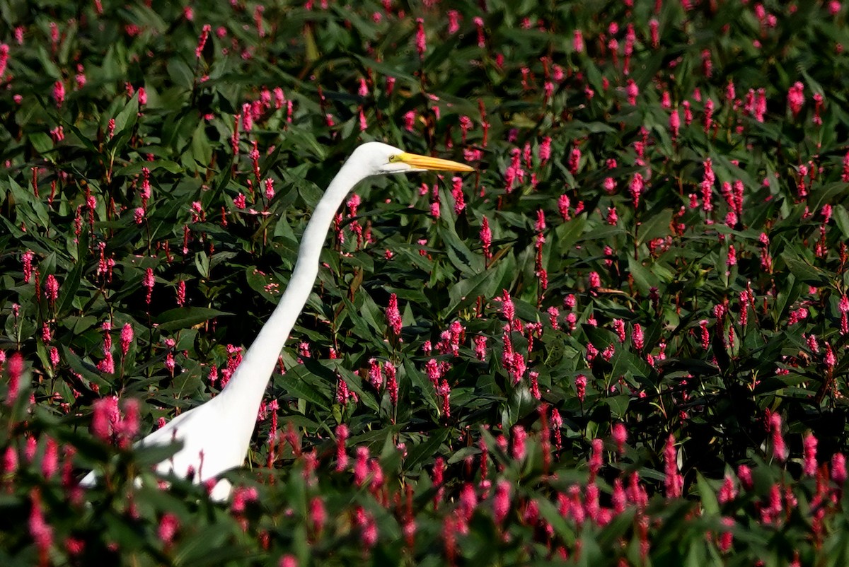 Great Egret - ML623991703