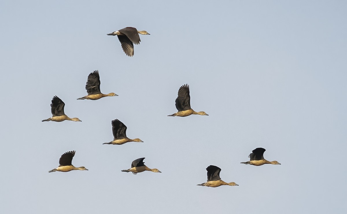 Lesser Whistling-Duck - ML623991705