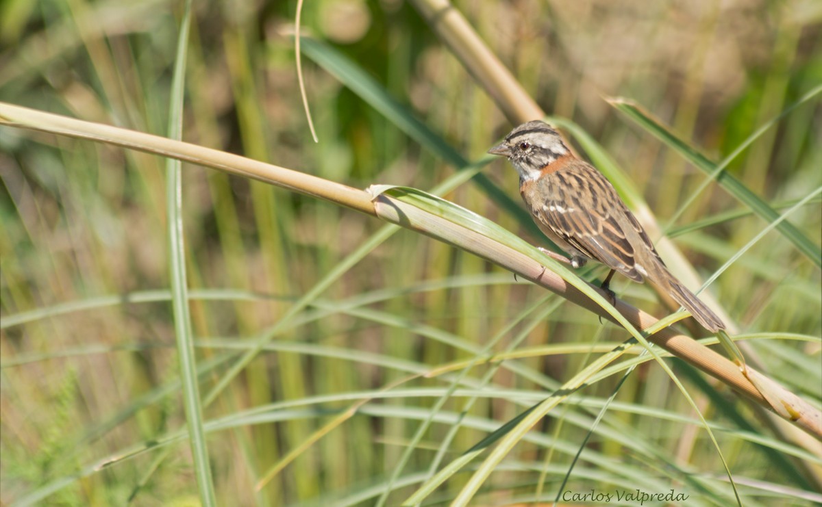 Rufous-collared Sparrow - ML623991708