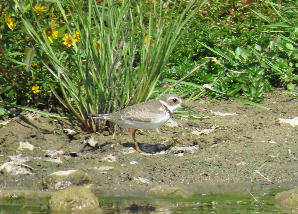 Semipalmated Plover - Cynthia Lamb