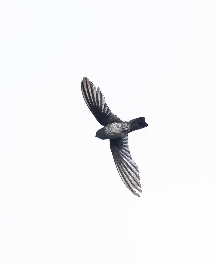 Plume-toed Swiftlet - Peter Seubert