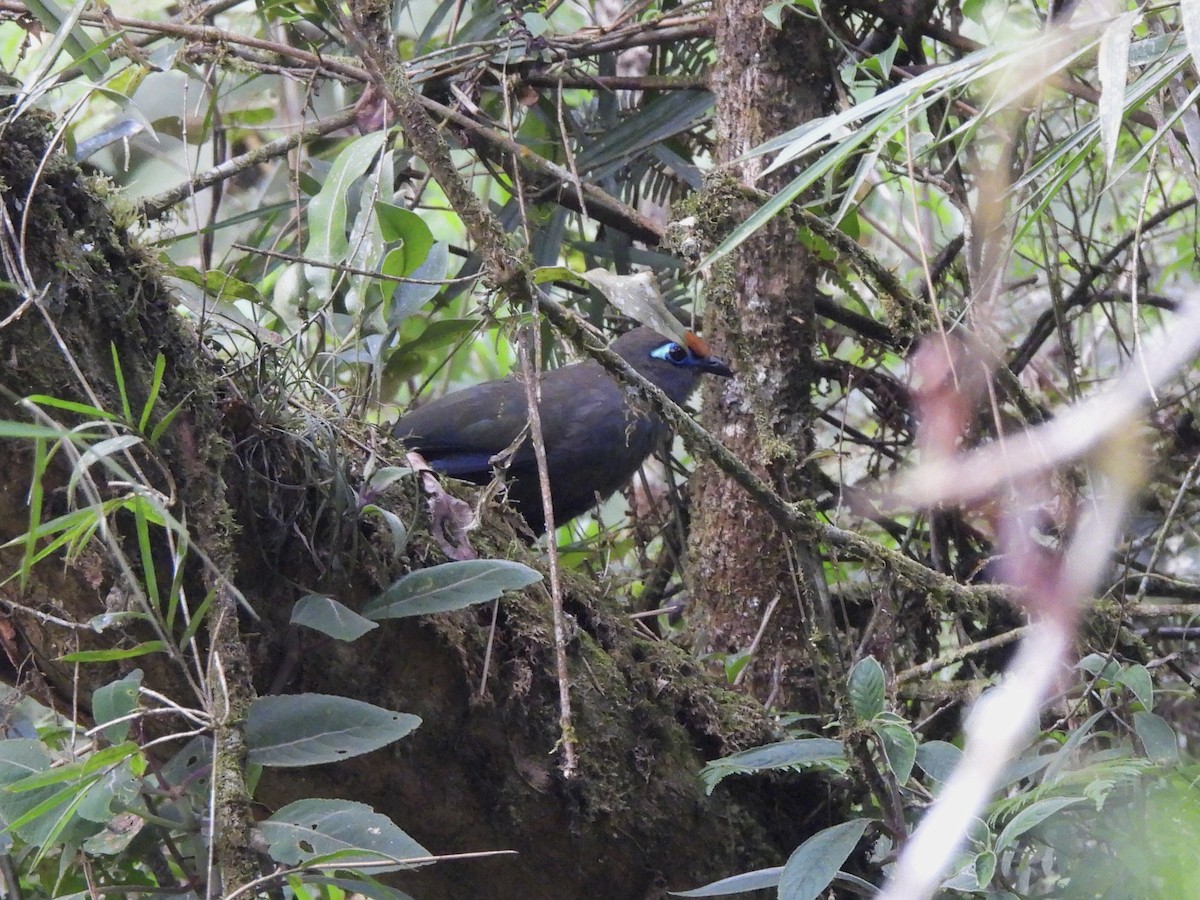 Red-fronted Coua - Adrián Colino Barea