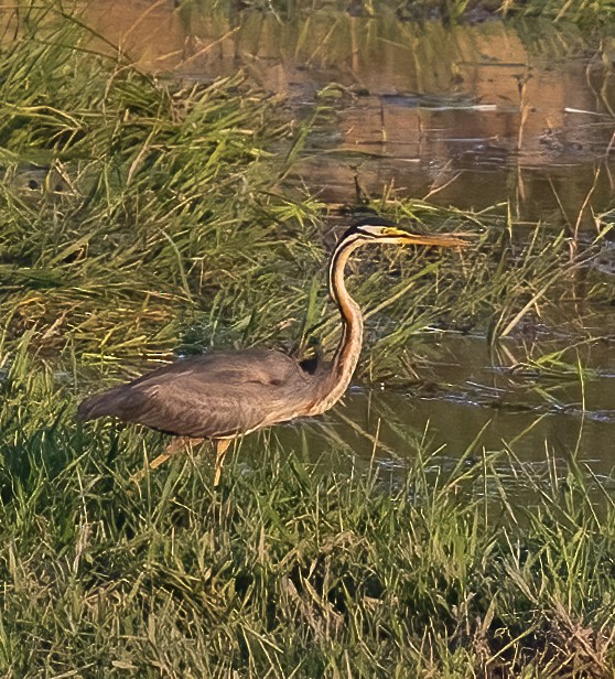 Purple Heron - ML623991733