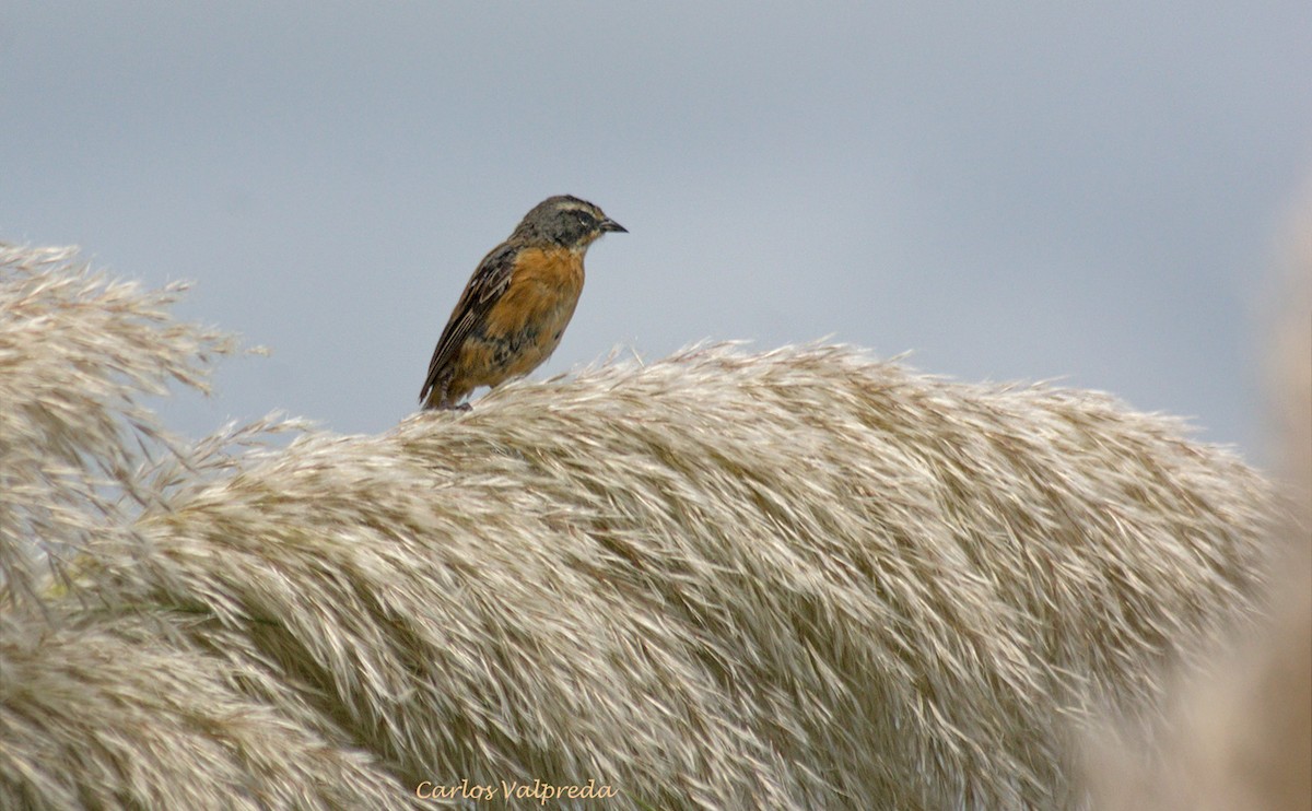 Black-and-rufous Warbling Finch - ML623991748