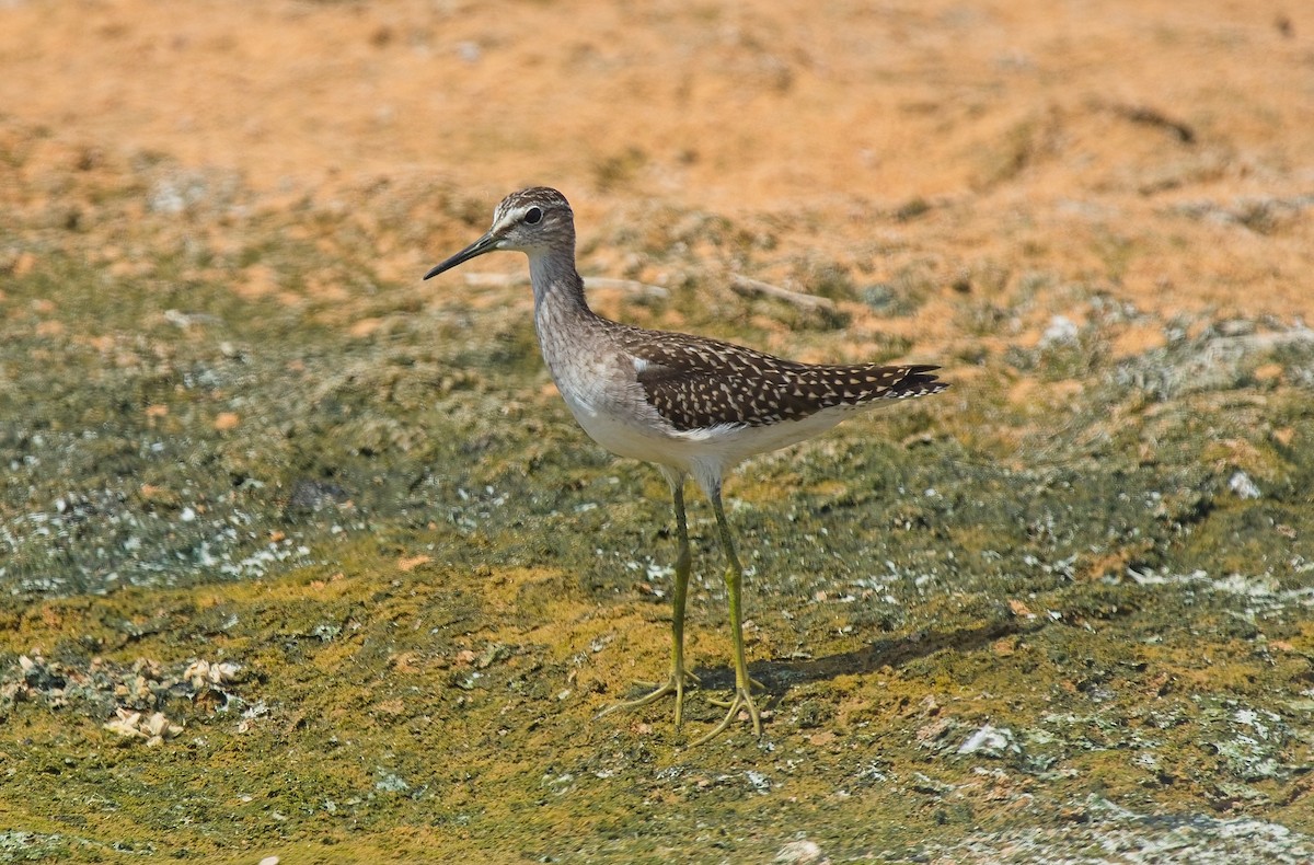 Wood Sandpiper - ML623991749