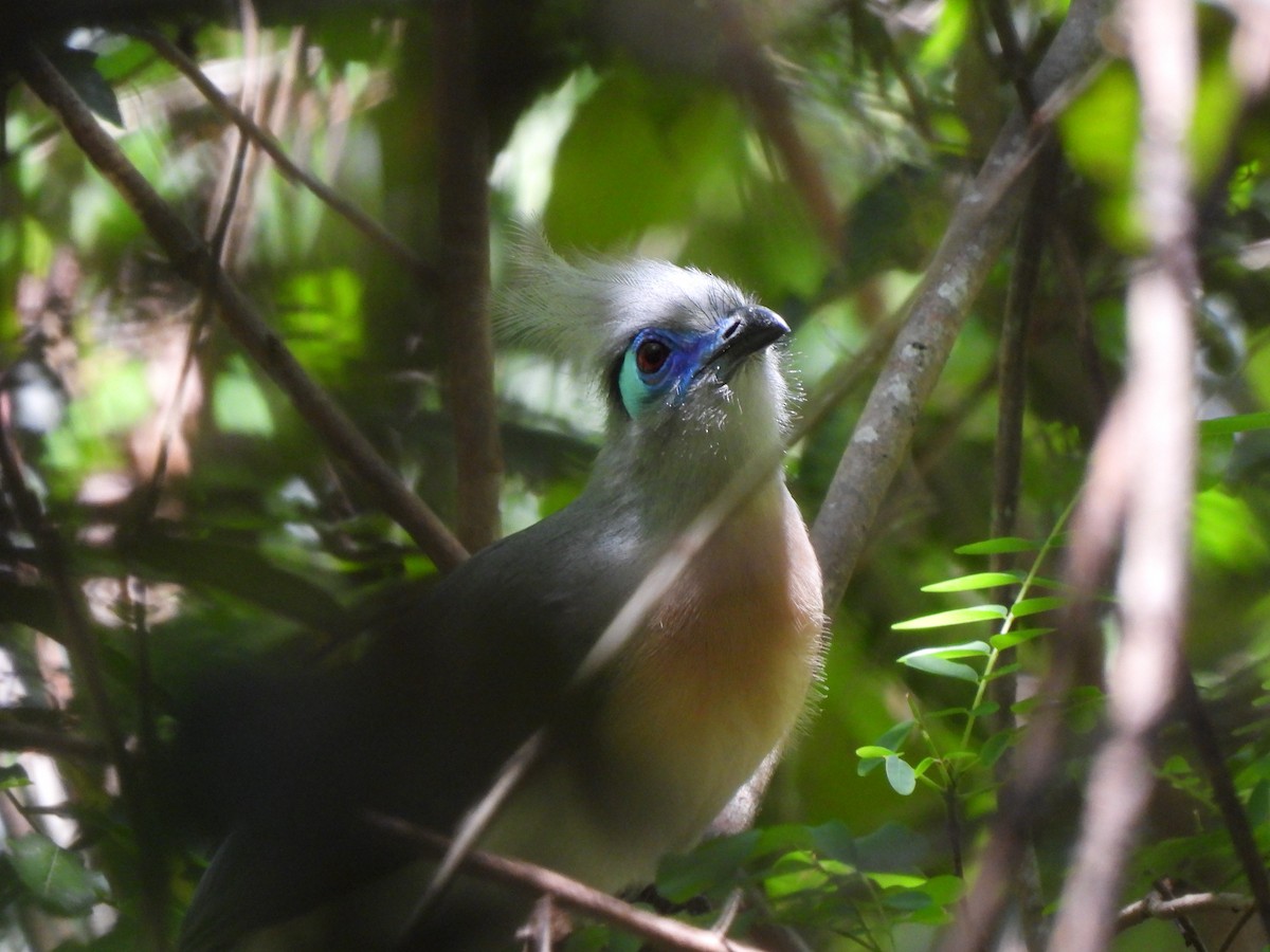 Crested Coua (Crested) - ML623991754