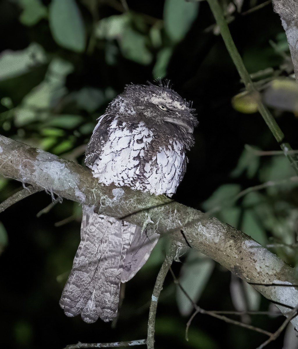 Sunda Frogmouth - ML623991759