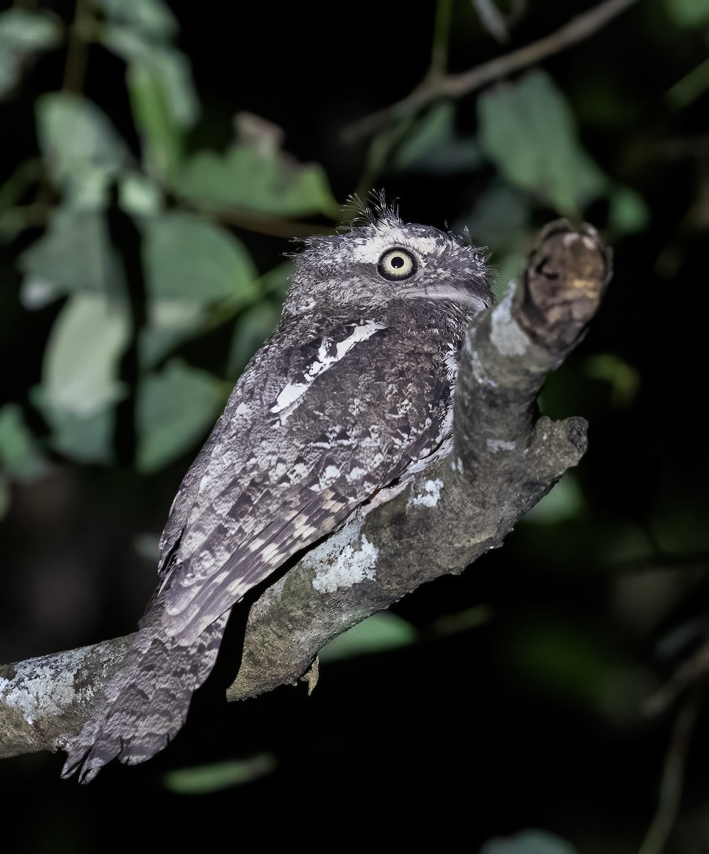 Sunda Frogmouth - ML623991760