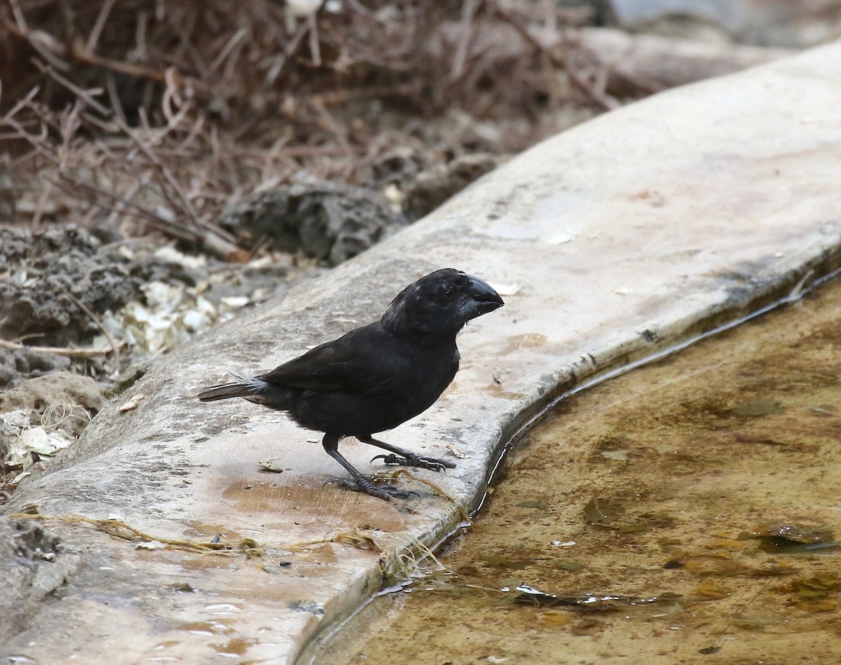 Large Ground-Finch - Sandy Vorpahl