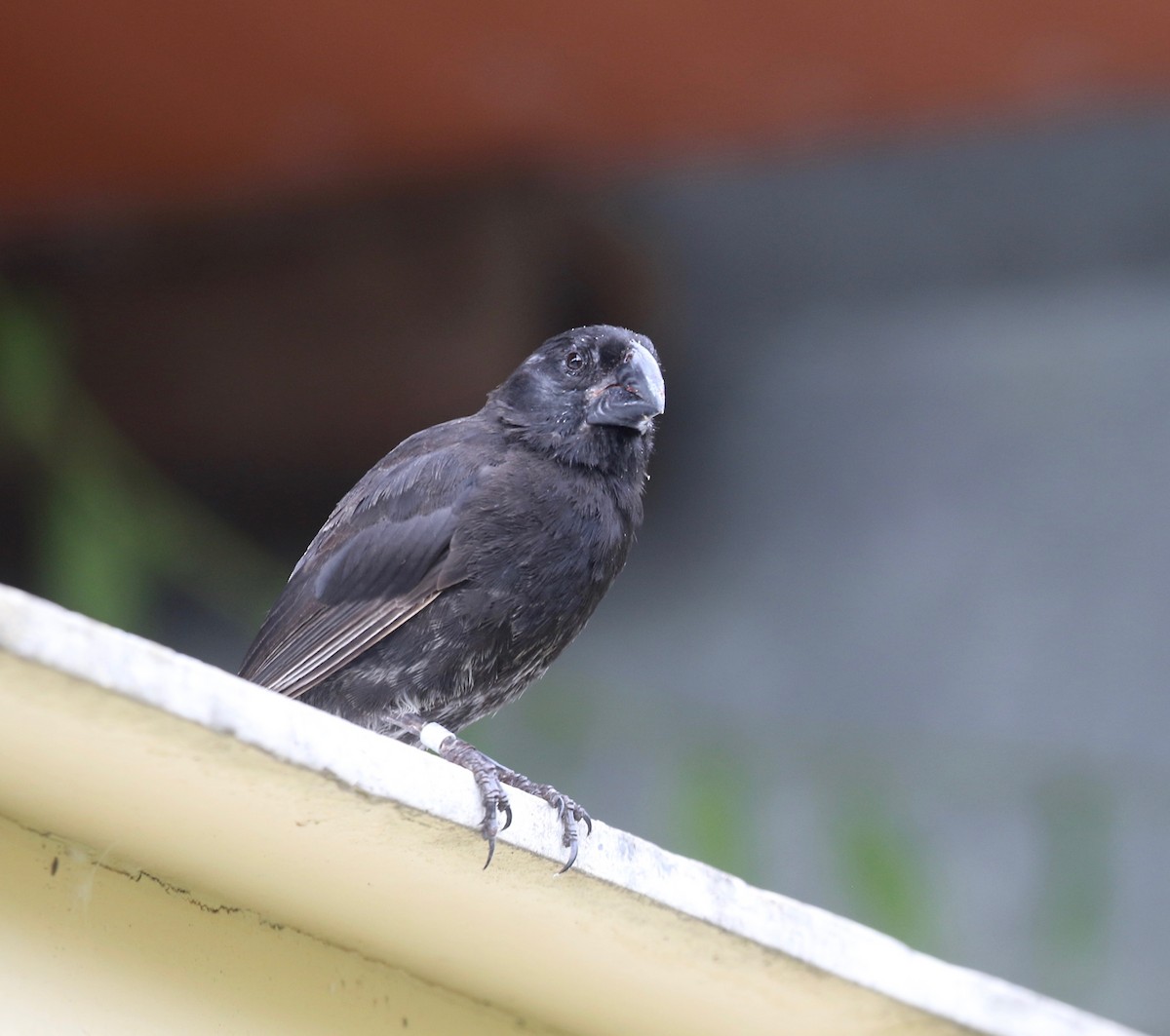 Large Ground-Finch - ML623991770