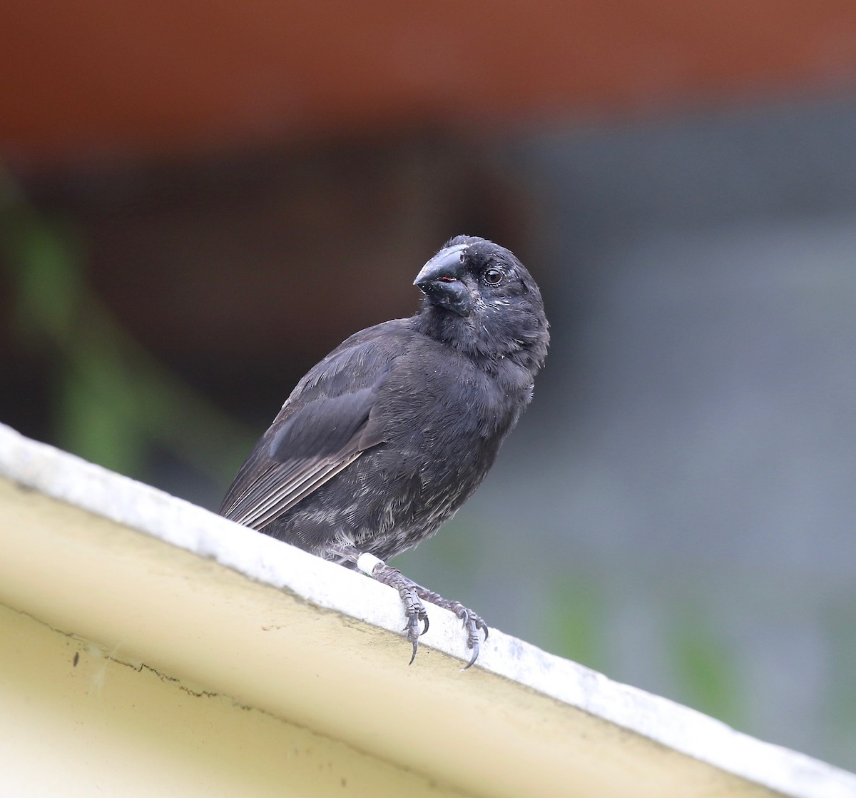 Large Ground-Finch - ML623991771