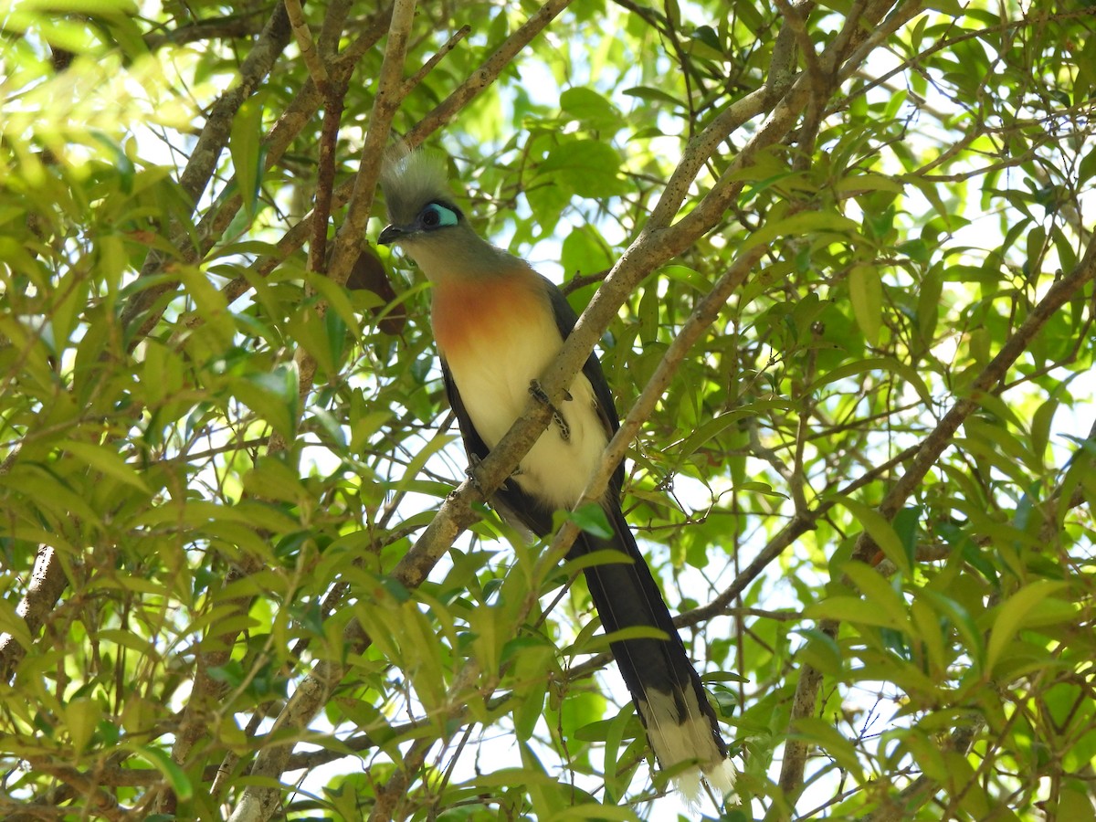 Crested Coua (Crested) - ML623991772