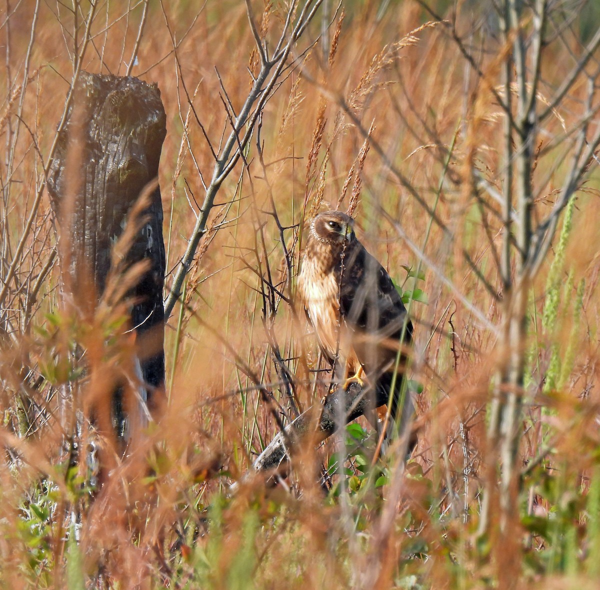 Northern Harrier - ML623991779