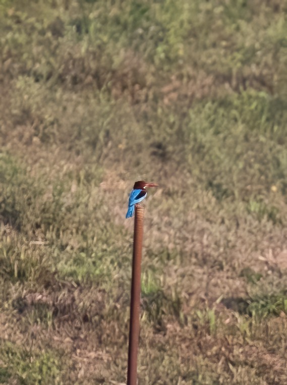 White-throated Kingfisher - ML623991790