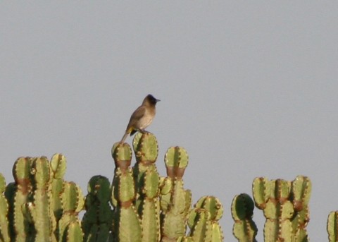 Common Bulbul (Dark-capped) - ML623991791