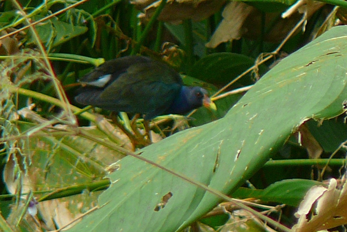 Purple Gallinule - ML623991802