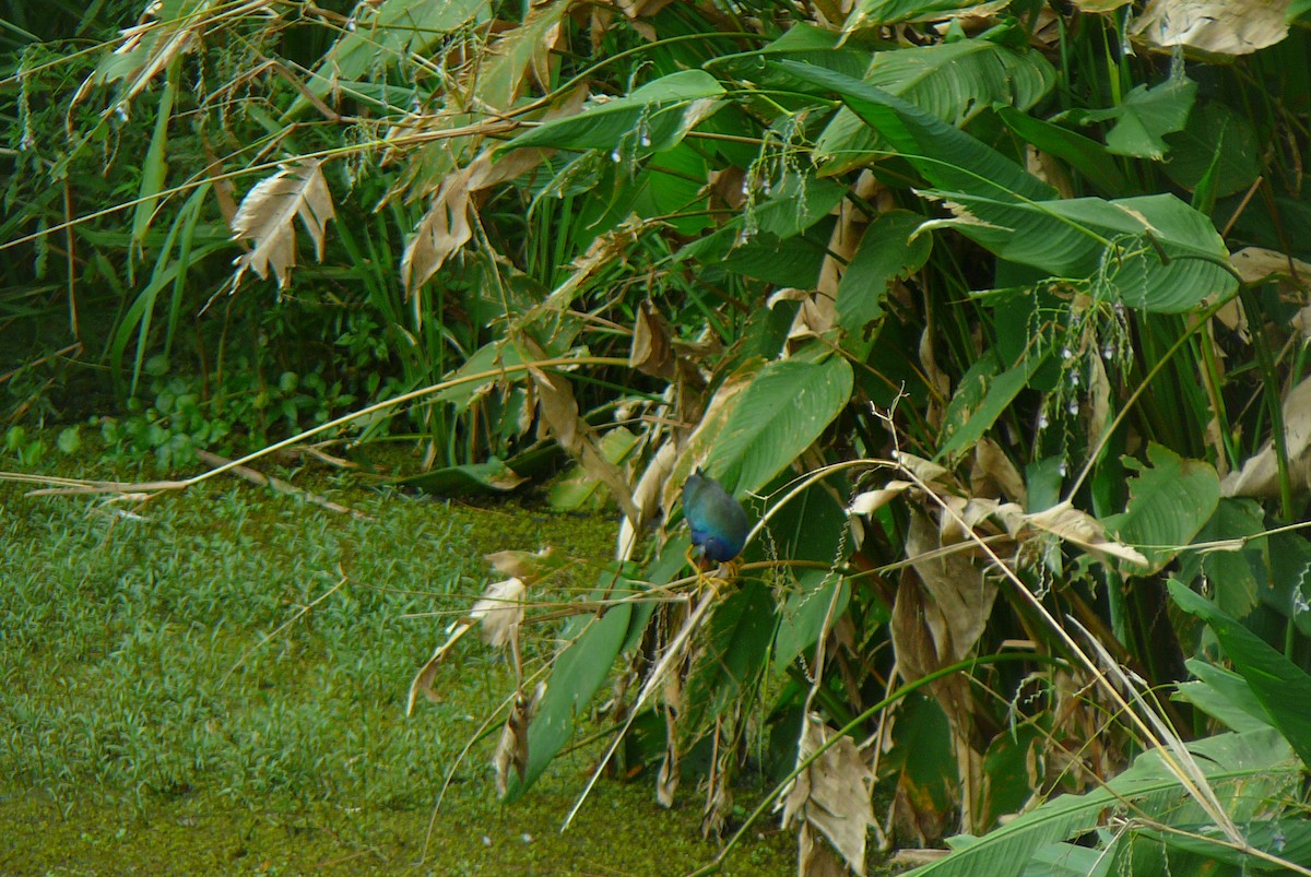 Purple Gallinule - ML623991803