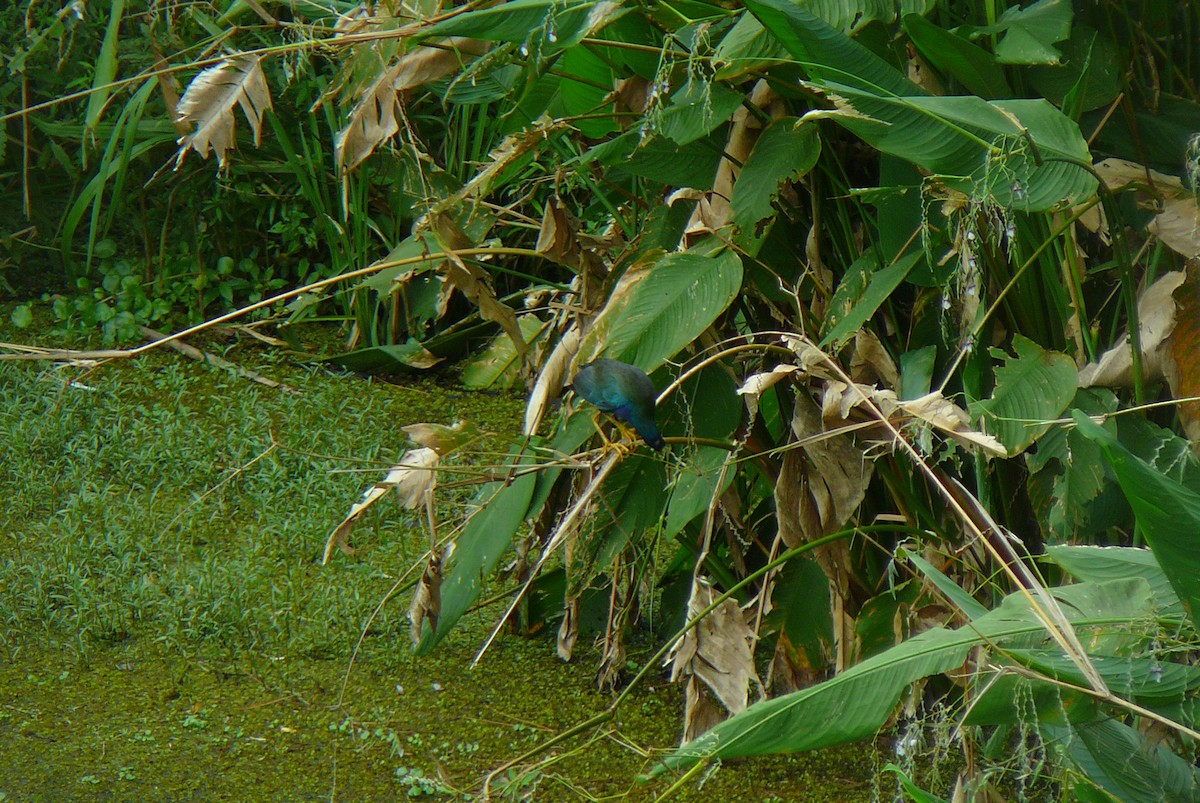 Purple Gallinule - ML623991804