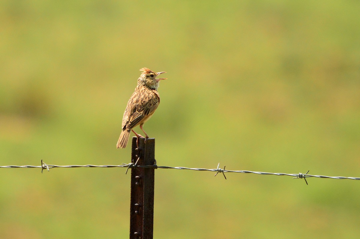 Rufous-naped Lark - ML623991807