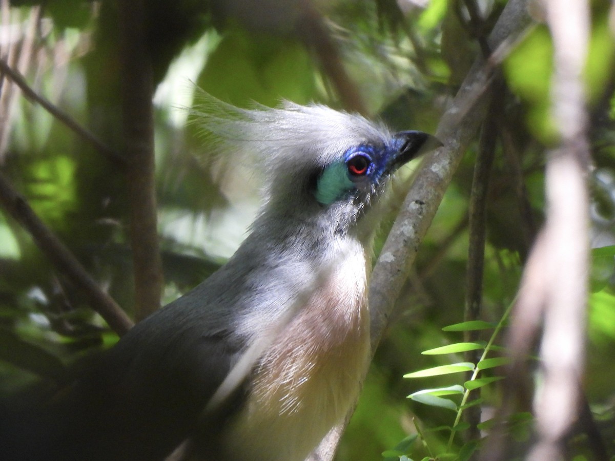 Crested Coua (Crested) - Adrián Colino Barea