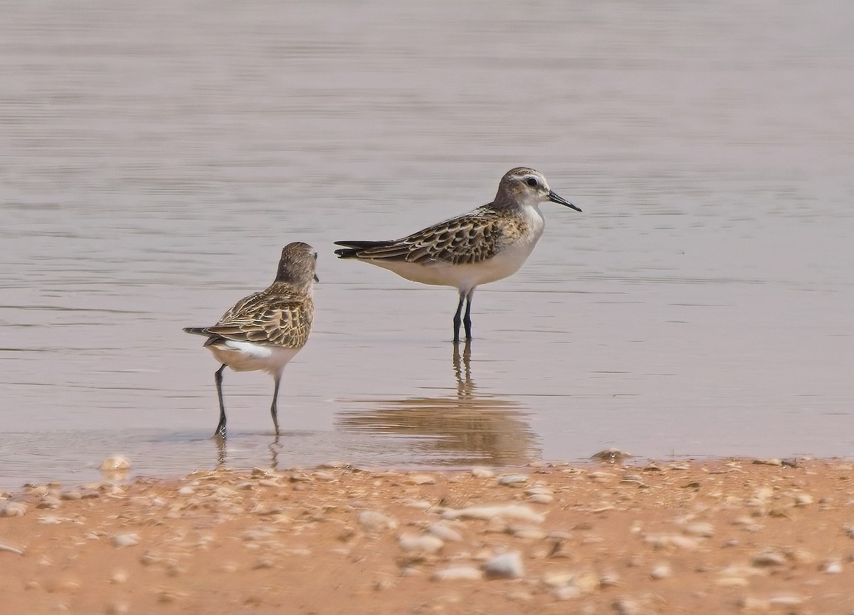 Little Stint - ML623991811
