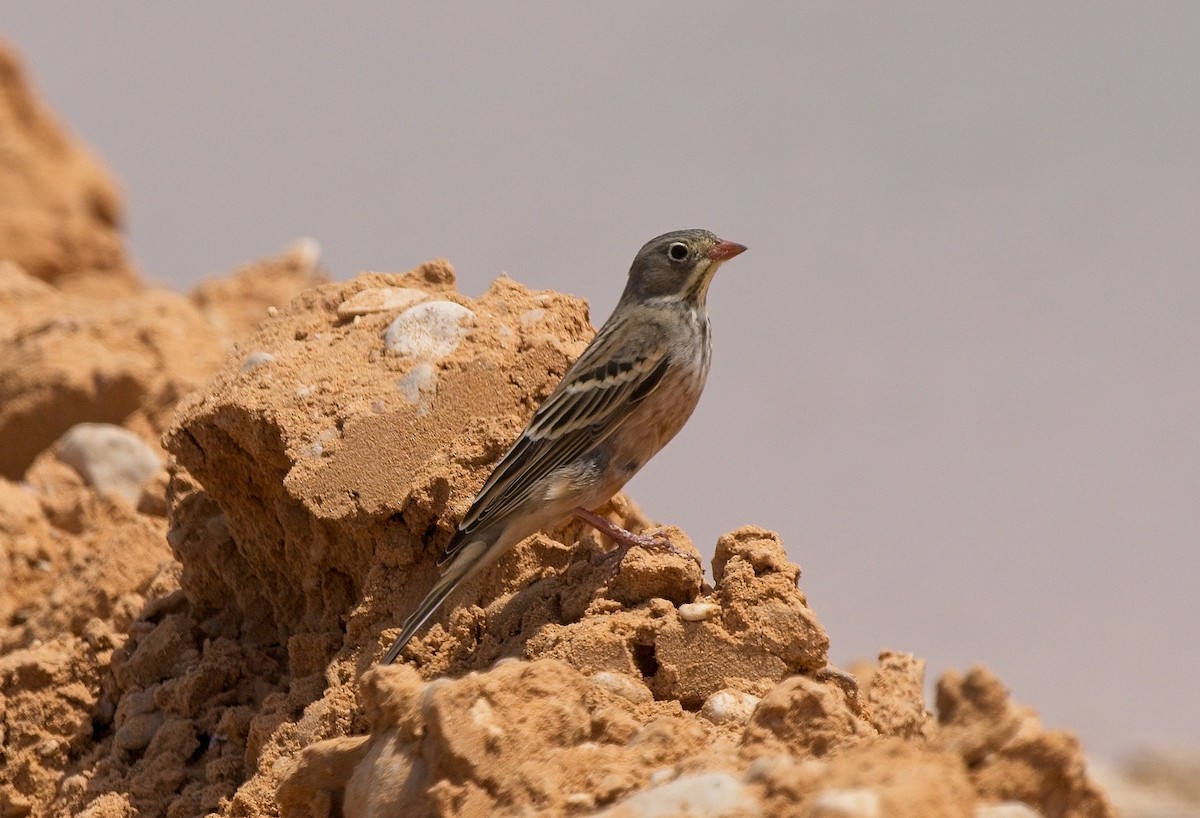 Ortolan Bunting - ML623991830