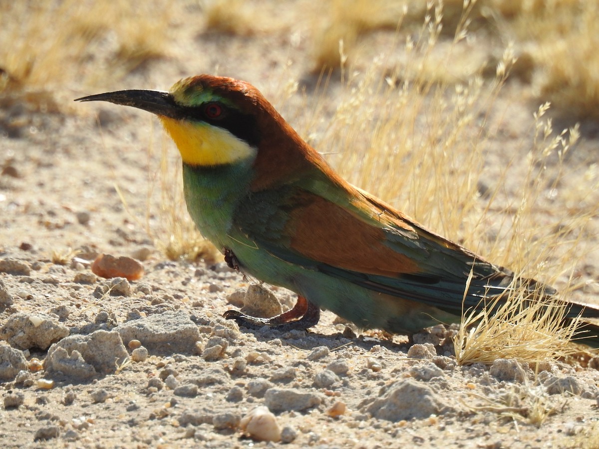 European Bee-eater - Irvin Calicut