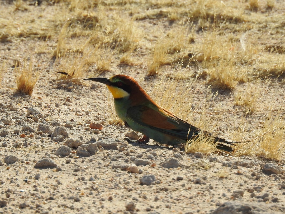 European Bee-eater - ML623991835