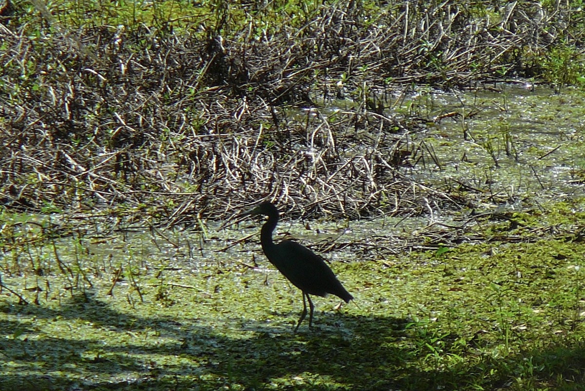 Little Blue Heron - Renee  Sawyer