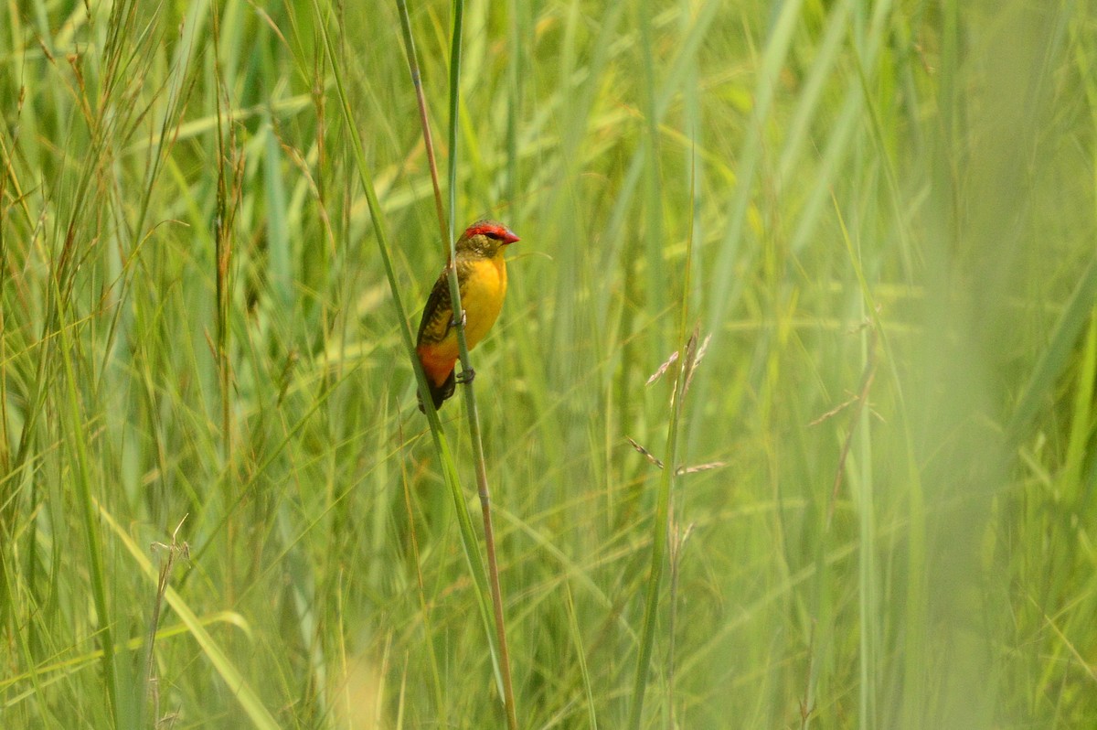 Zebra Waxbill - ML623991853