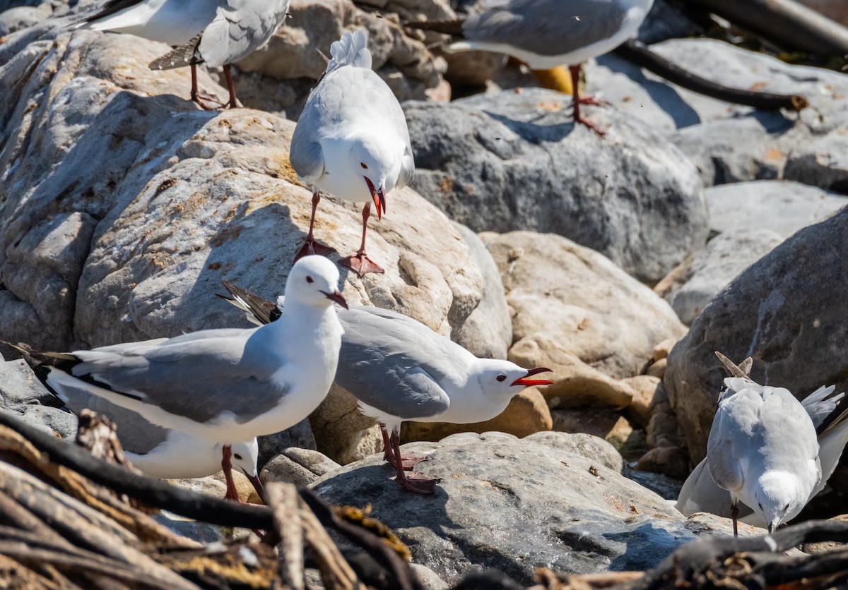 Mouette de Hartlaub - ML623991854