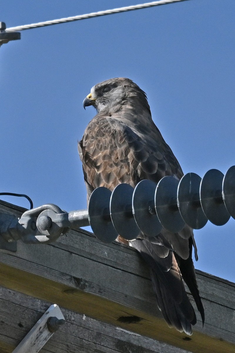 Swainson's Hawk - ML623991857