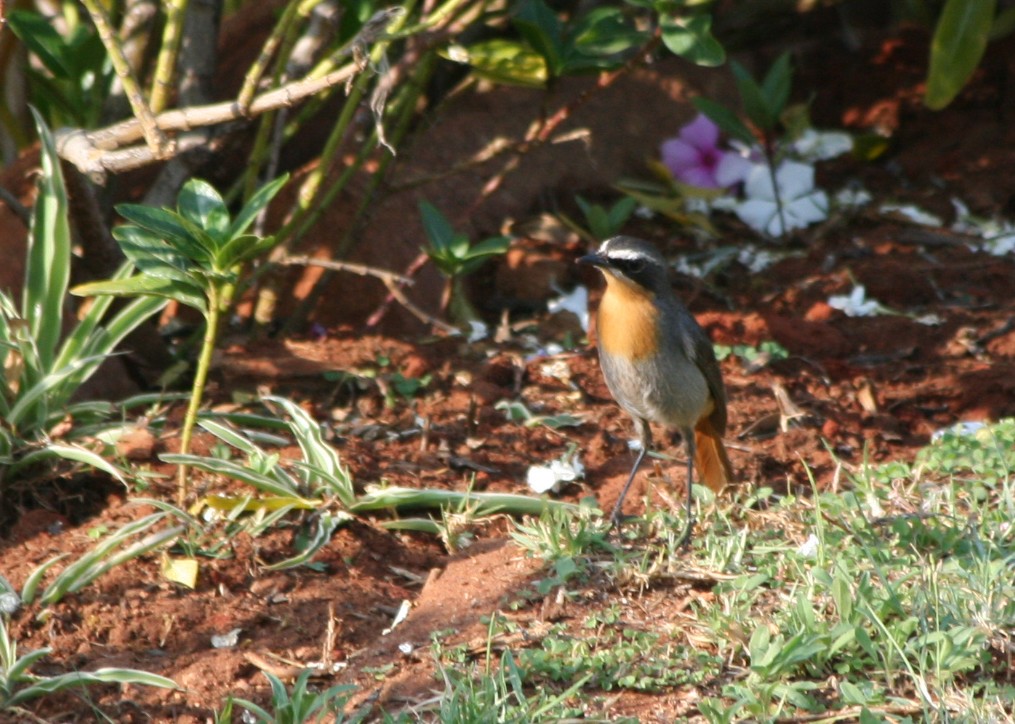 Cape Robin-Chat - Livio Rey