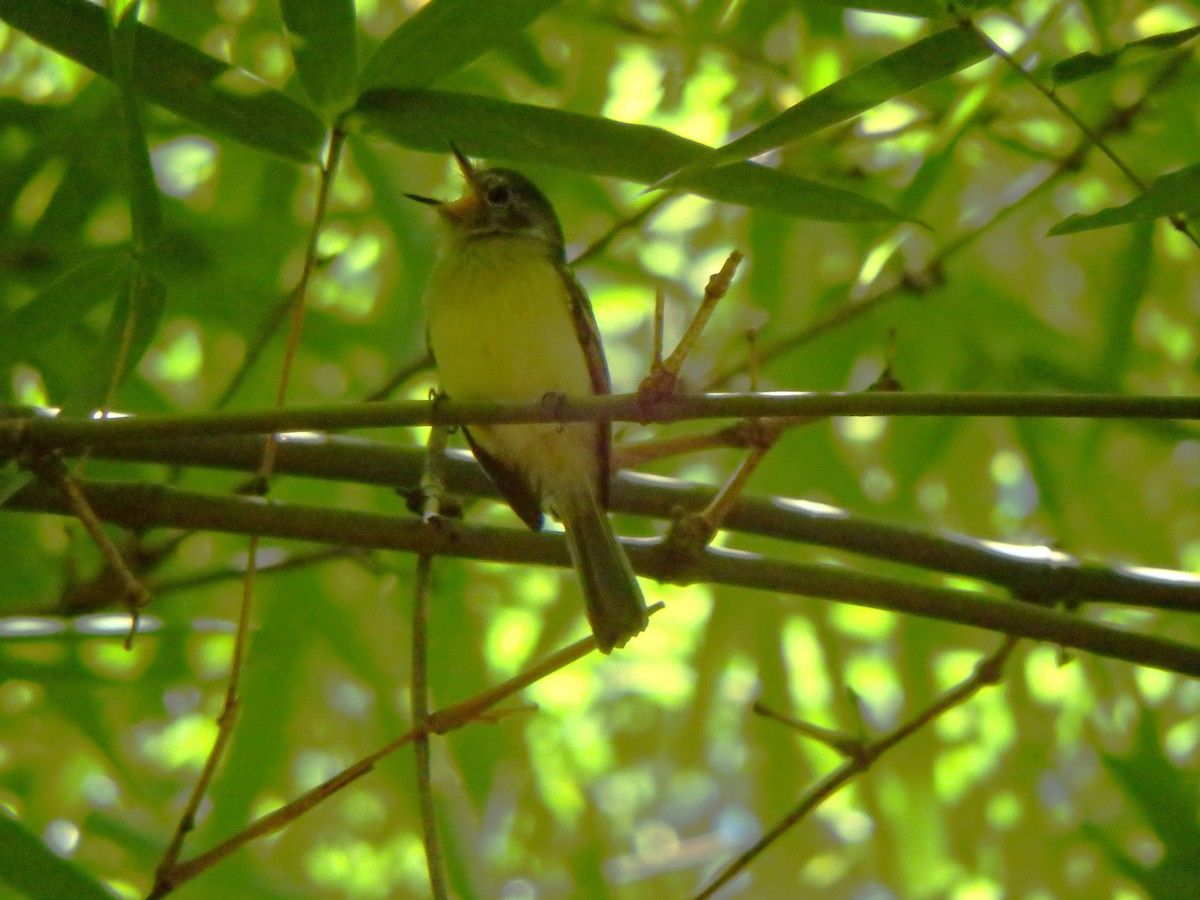 Slaty-capped Flycatcher - Edouard Paiva