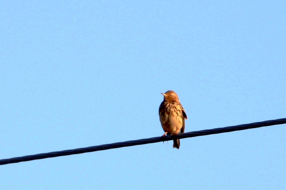 Red-throated Pipit - ML623991874