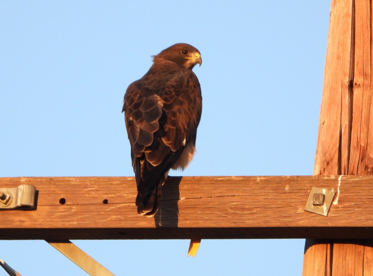 Swainson's Hawk - ML623991917