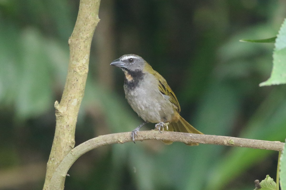 Buff-throated Saltator - ML623991933