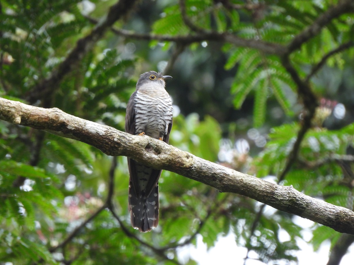 Madagascar Cuckoo - ML623991974