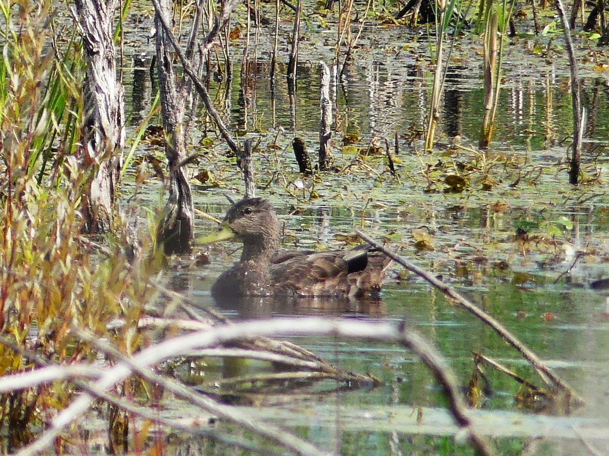 American Black Duck - ML623991995