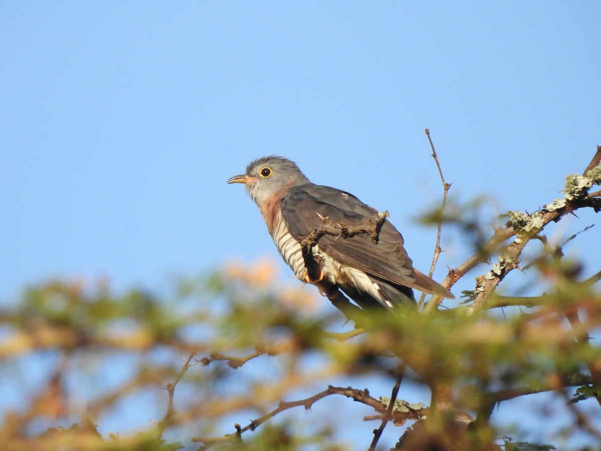 Red-chested Cuckoo - Adrián Colino Barea