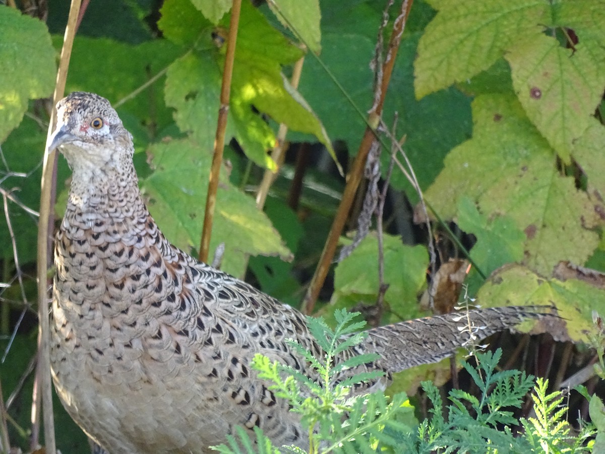 Ring-necked Pheasant - ML623992048