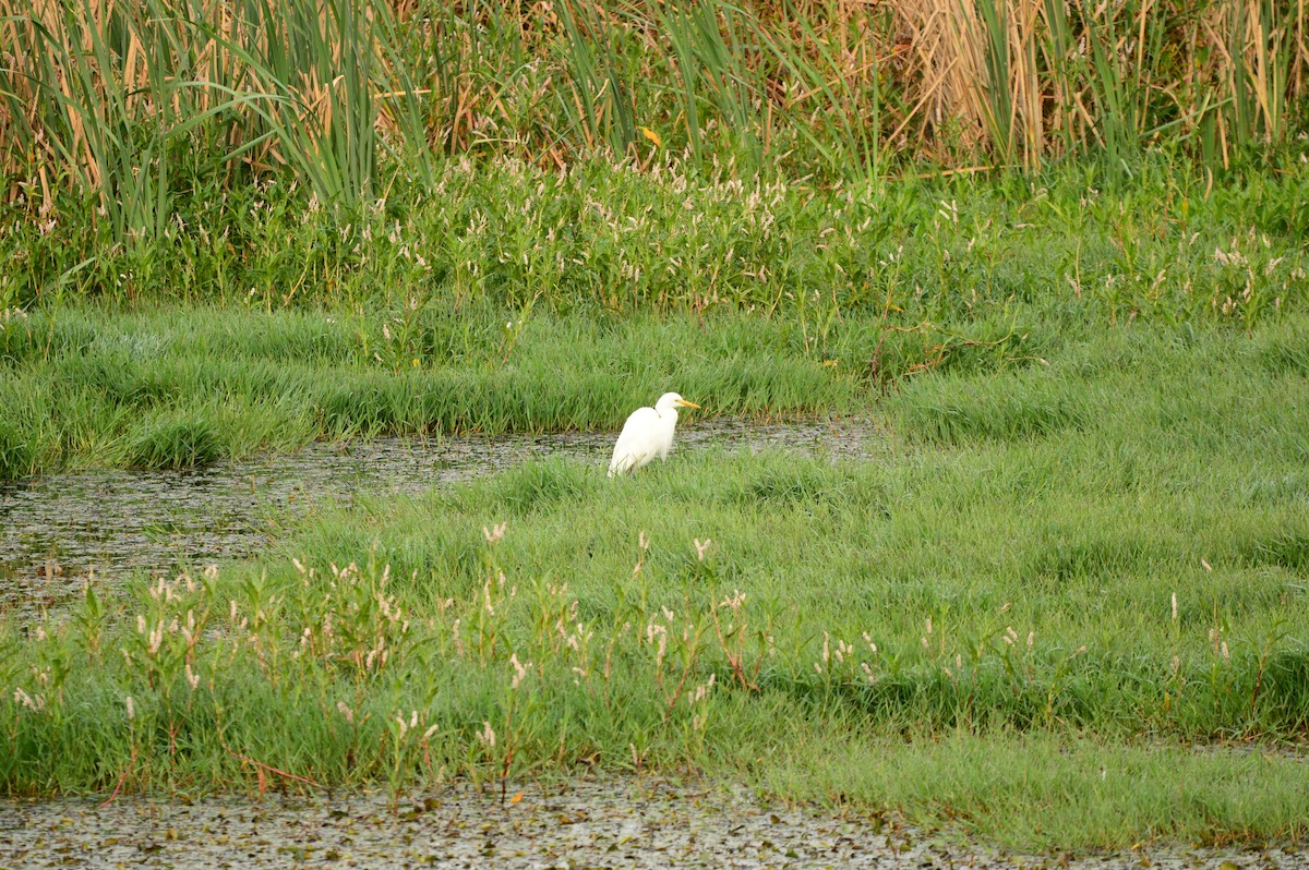 Yellow-billed Egret - ML623992060