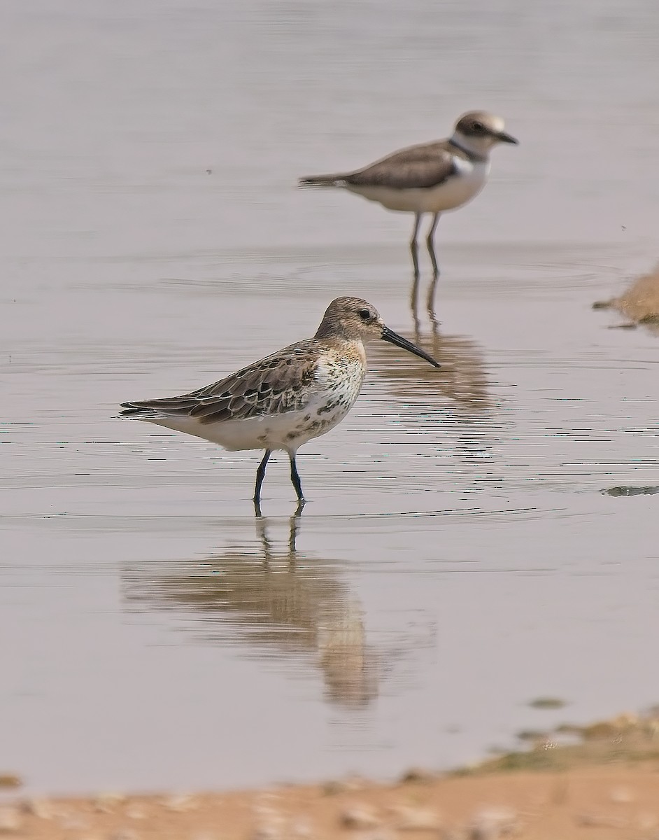 Dunlin - ML623992077