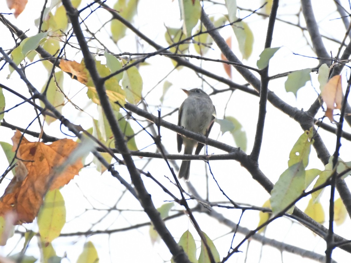 Eastern Wood-Pewee - ML623992082